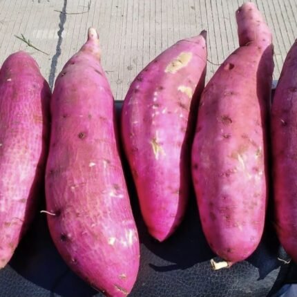 Premium Fresh Purple Sweet Potatoes – 100% Organic Export Quality